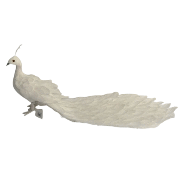 Pavo Real